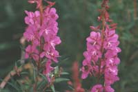 Fireweed, a common flower that lights up the Alaskan countryside in summer