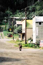 Dog walking down Main Street in Chitina past Spirit Mountain Artworks Gallery