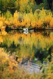 Old truck submerged in a lake in autumn